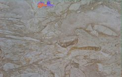 Đá Marble Wood-Italia